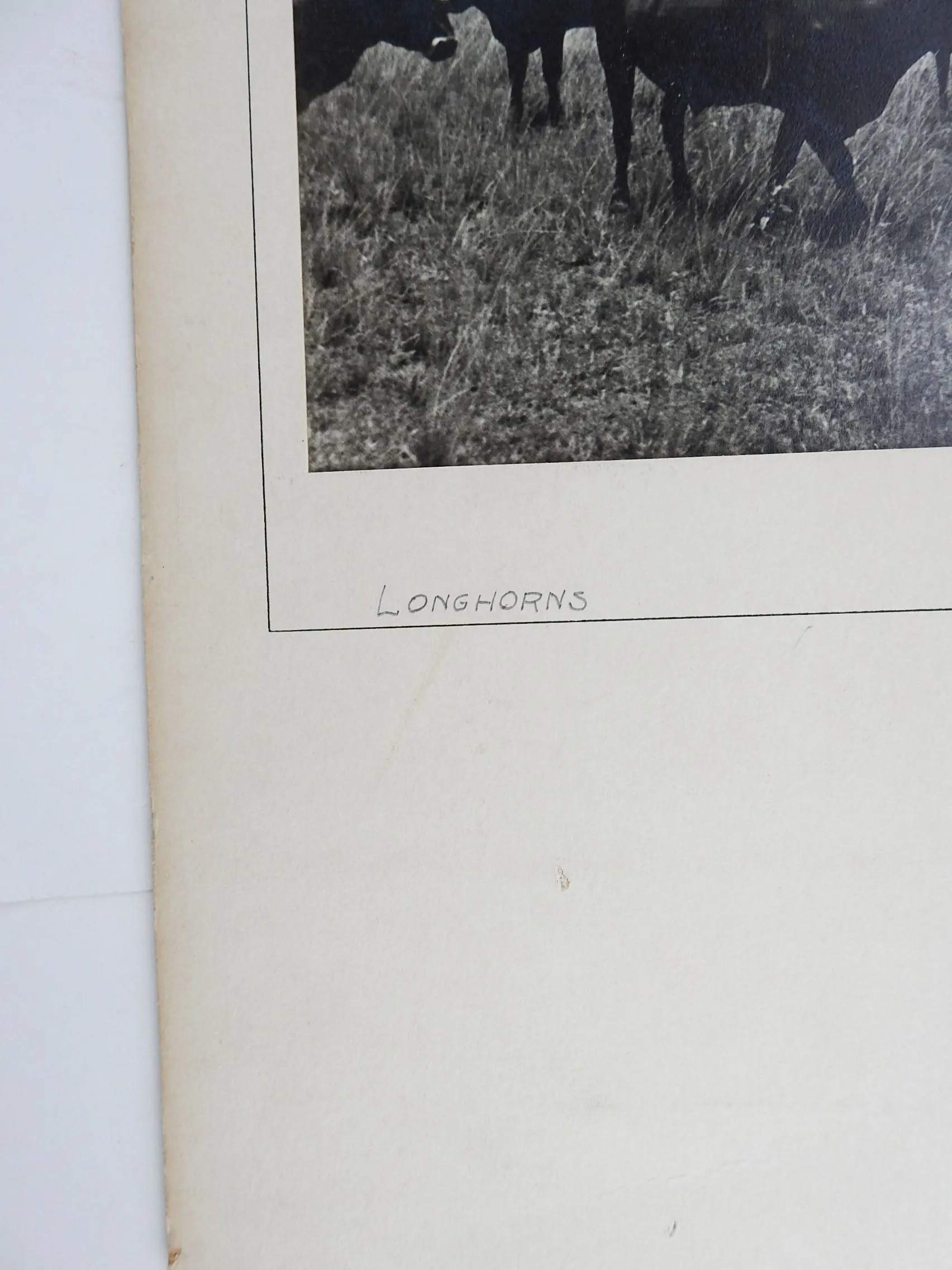 1950's Photograph Of Longhorn Cattle