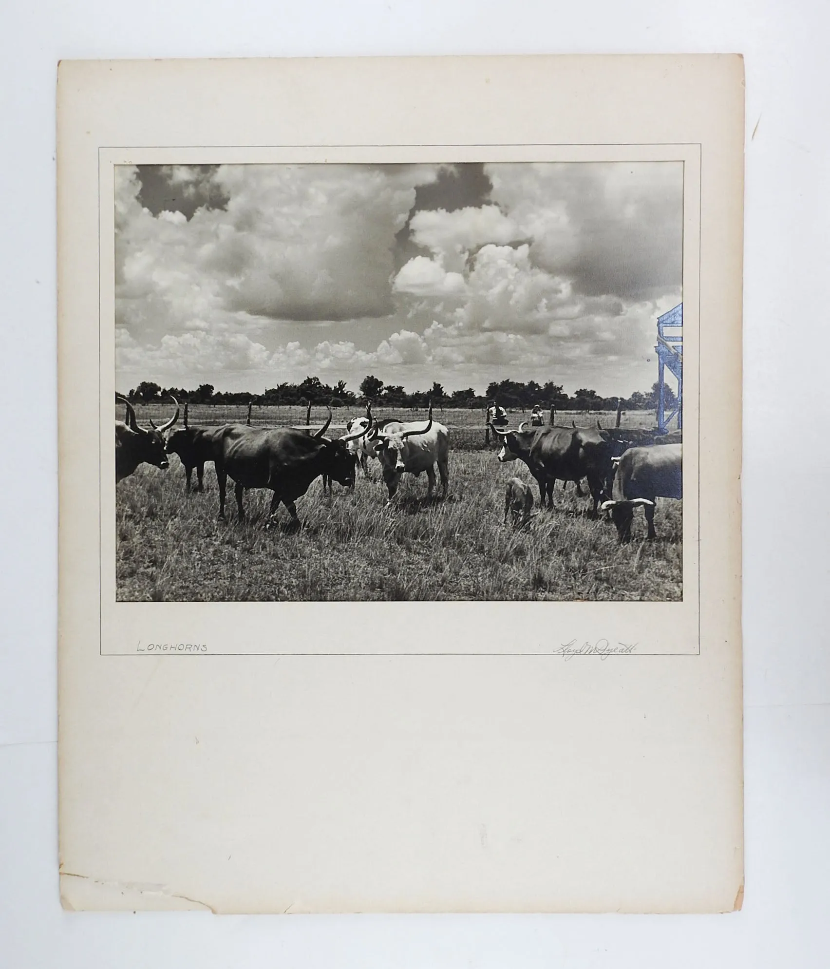 1950's Photograph Of Longhorn Cattle